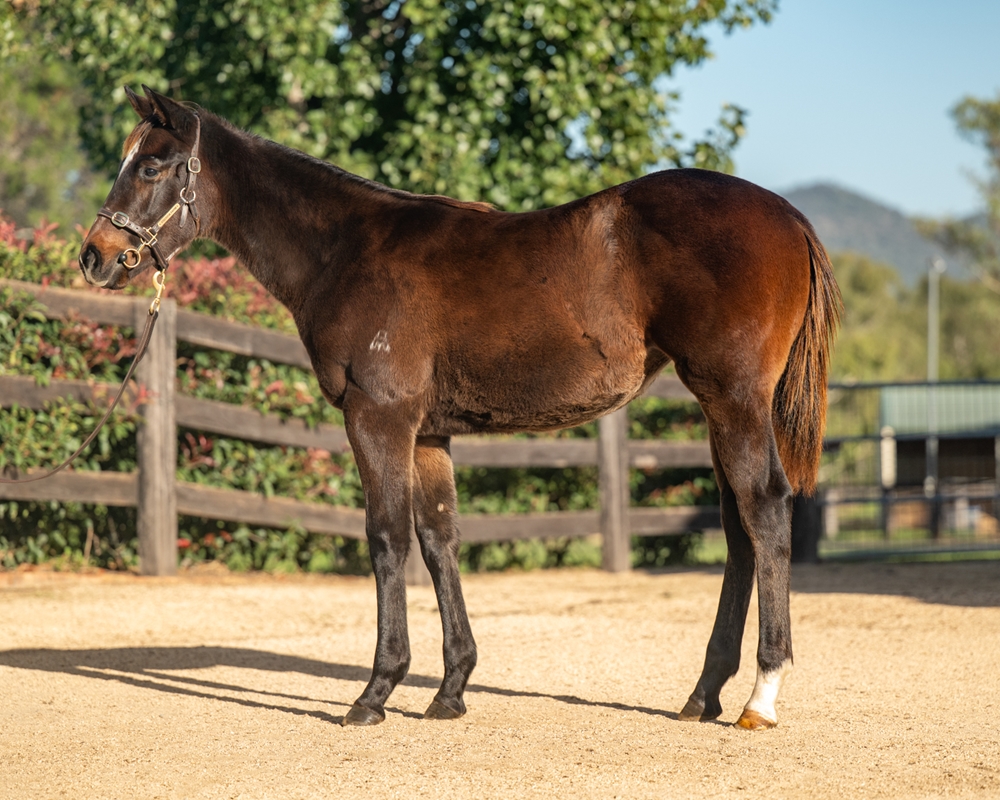Pinatubo (IRE) / Yosemite (NZ) 2024 Filly - Image 1
