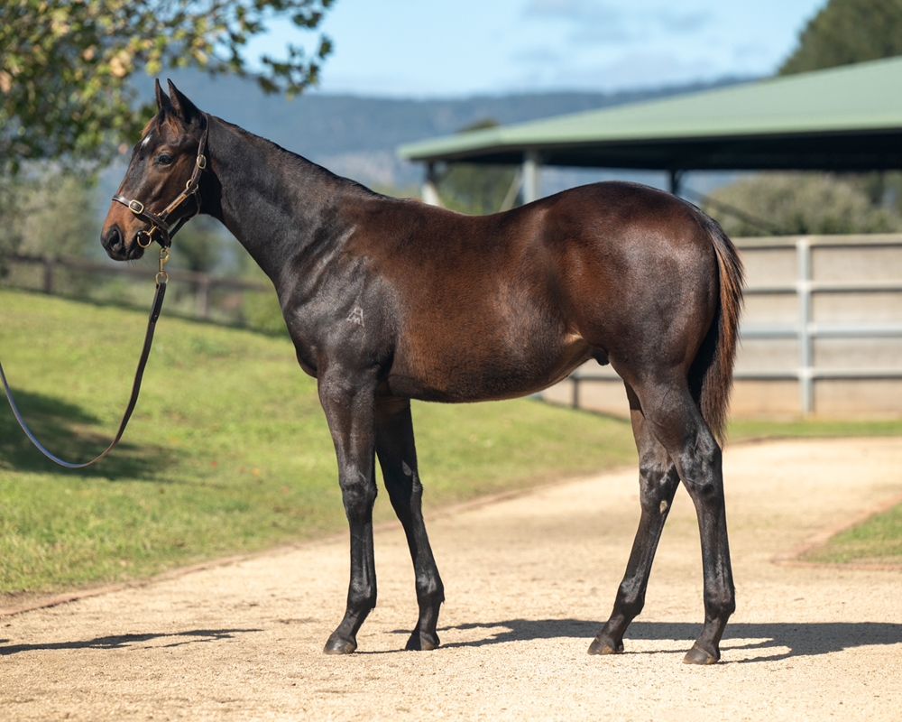 Hitotsu (AUS) / Euro Chic (AUS) 2024 Colt - Image 1