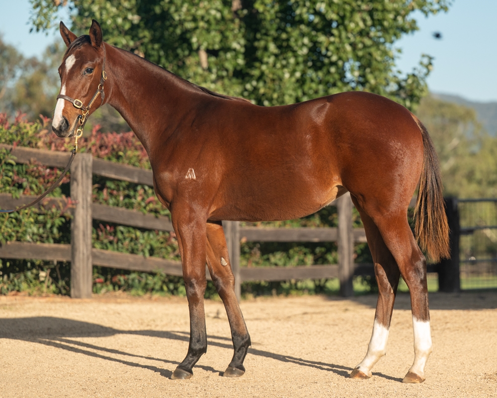 Hitotsu (AUS) / Evening Star (AUS) 2024 Filly - Image 1