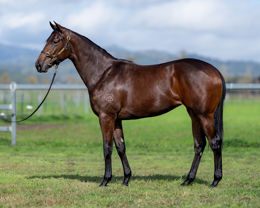 Acrobat (AUS) / Miranda Jane (AUS) 2023 Filly - Image 1