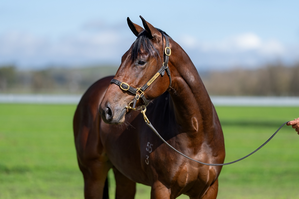 Acrobat (AUS) / Miranda Jane (AUS) 2023 Filly - Image 2