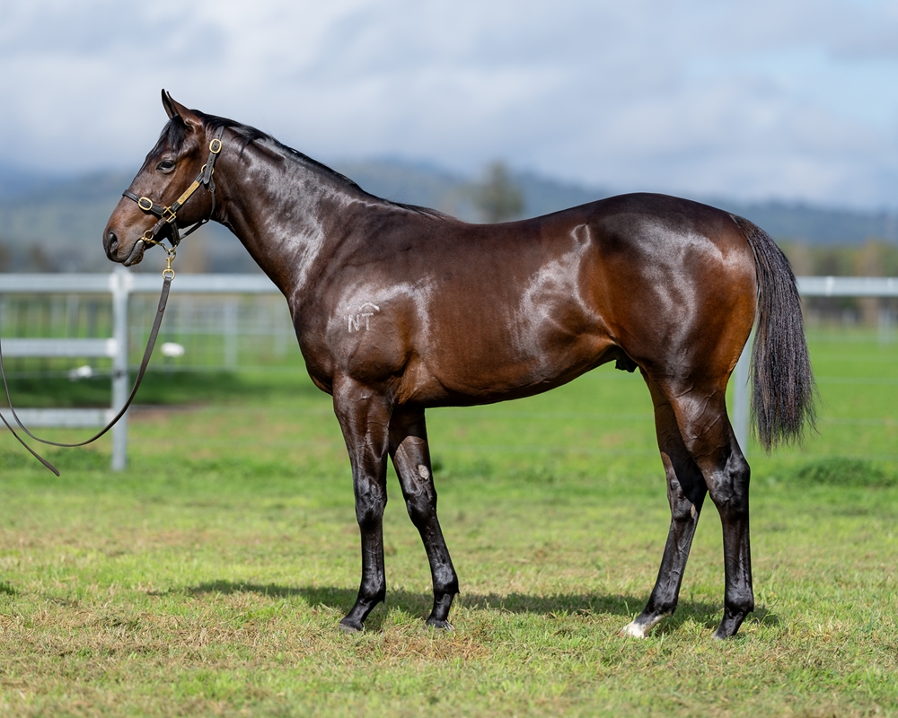 Harry Angel (IRE) / Sestiere (AUS) 2023 Colt - Image 1