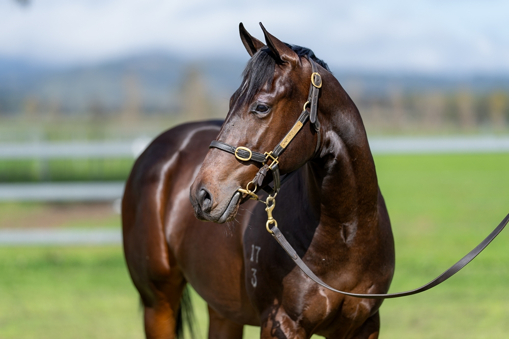 Harry Angel (IRE) / Sestiere (AUS) 2023 Colt - Image 2