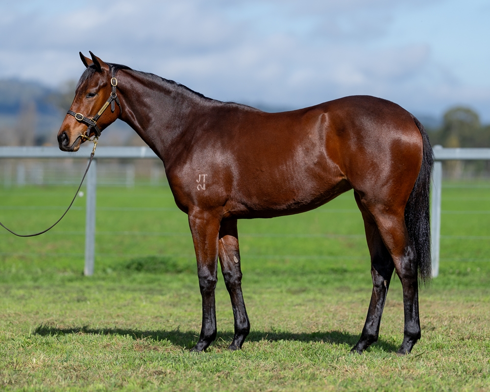 Hellbent (AUS) / Shermer (AUS) 2023 Filly - Image 1