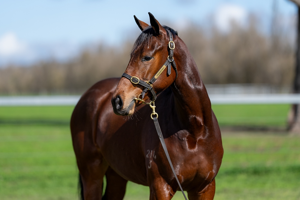 Hellbent (AUS) / Shermer (AUS) 2023 Filly - Image 2