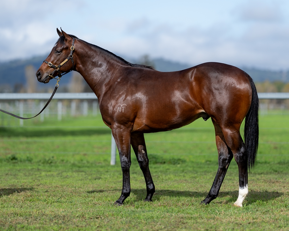 Castelvecchio (AUS) / Trestrail (AUS) 2023 Colt - Image 1