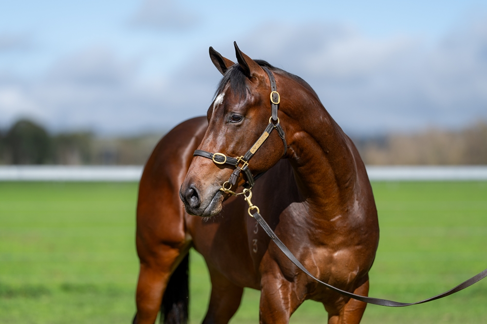 Castelvecchio (AUS) / Trestrail (AUS) 2023 Colt - Image 2