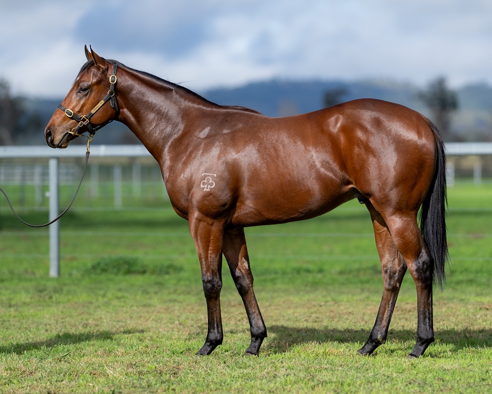 St Mark's Basilica (FR) / Willo Titto (AUS) 2023 Colt - Image 1
