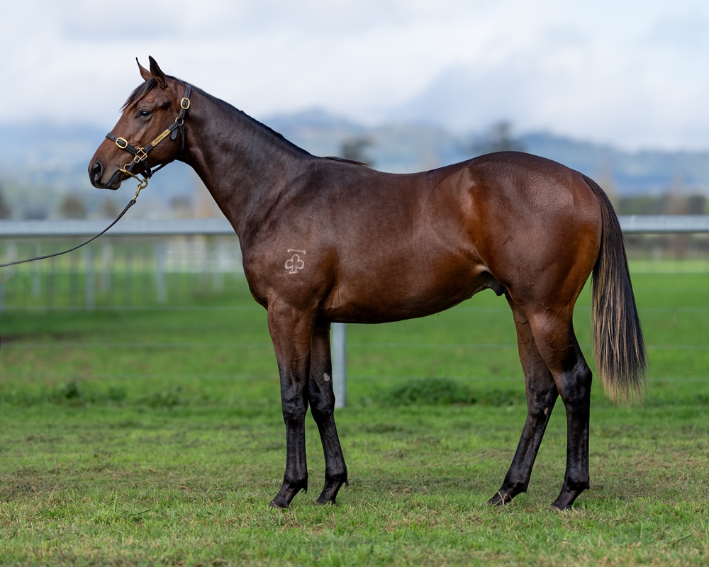 Churchill (IRE) / Araucaria (AUS) 2023 Colt - Image 1