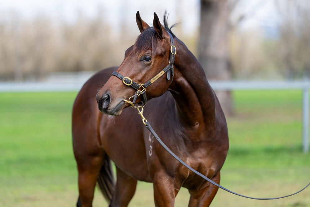 Churchill (IRE) / Araucaria (AUS) 2023 Colt - Image 2