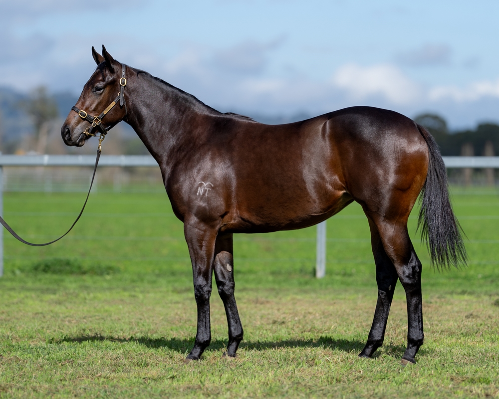Acrobat (AUS) / College Romance (AUS) 2023 Filly - Image 1