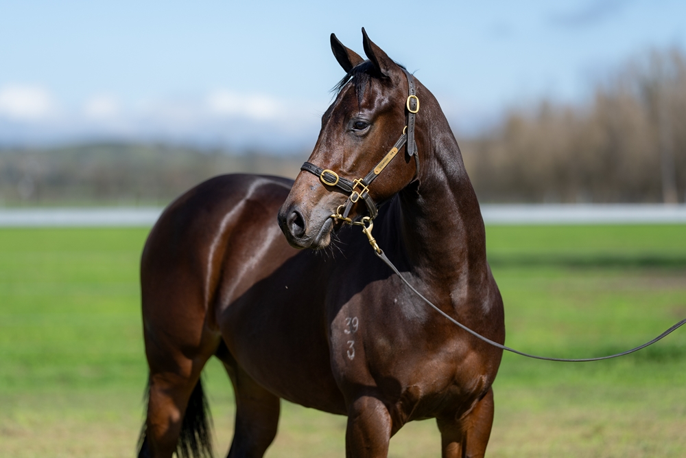 Acrobat (AUS) / College Romance (AUS) 2023 Filly - Image 2