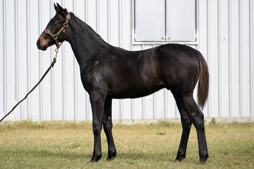 Russian Camelot (IRE) / High Degree (AUS) 2024 Colt - Image 1