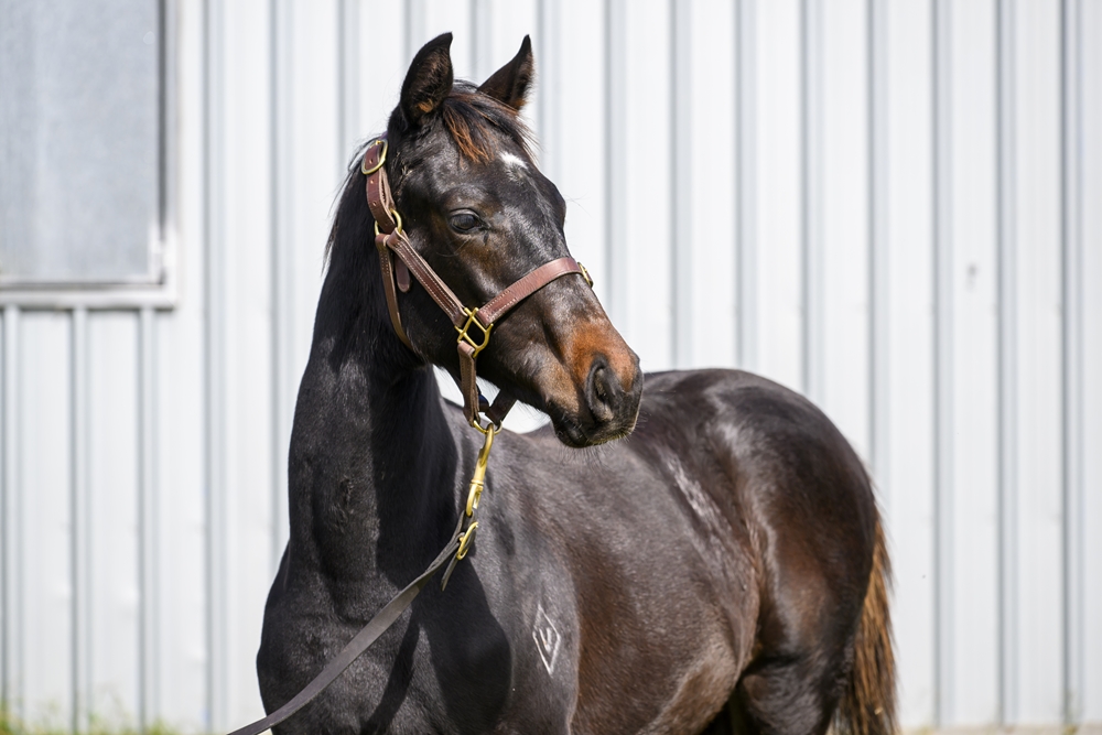 Russian Camelot (IRE) / High Degree (AUS) 2024 Colt - Image 2