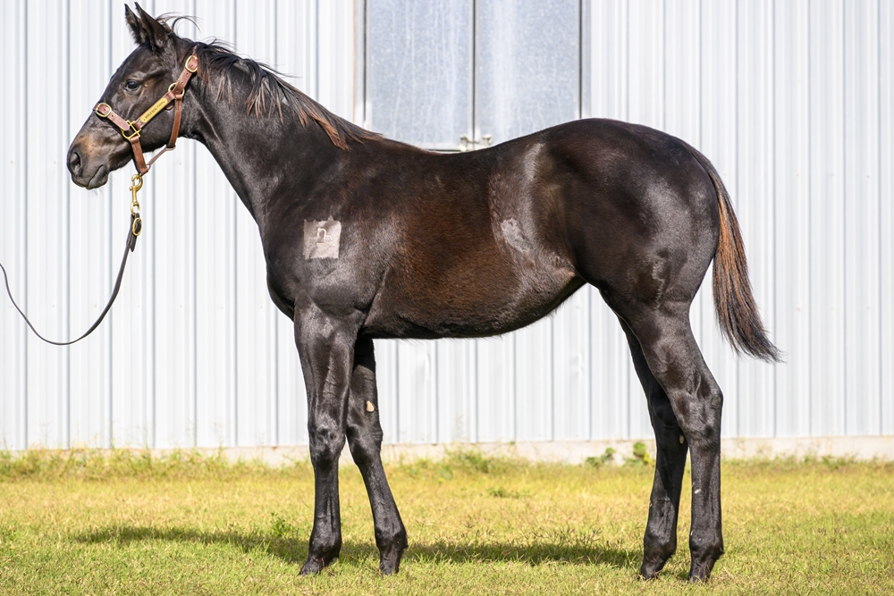 Tassort (AUS) / La Chica Rosa (AUS) 2024 Filly - Image 1