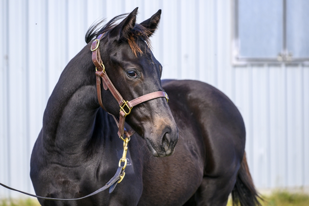 Tassort (AUS) / La Chica Rosa (AUS) 2024 Filly - Image 2