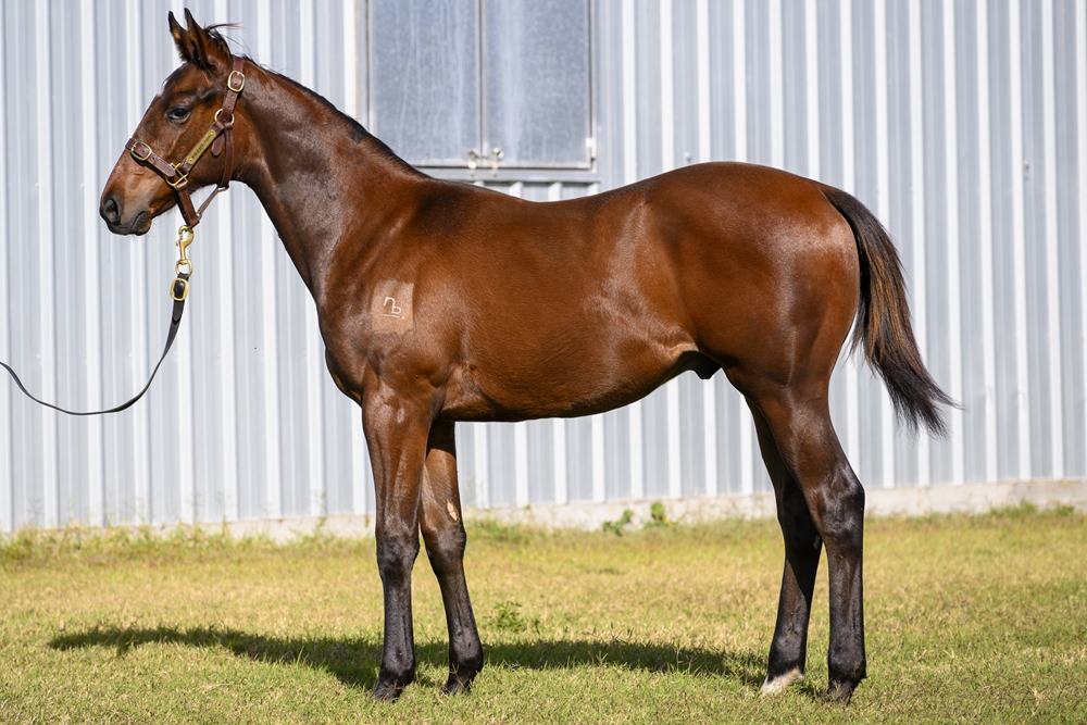 Tiger of Malay (AUS) / Lucid (AUS) 2024 Colt - Image 1
