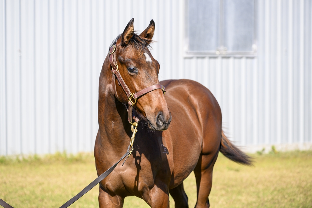 Tiger of Malay (AUS) / Lucid (AUS) 2024 Colt - Image 2