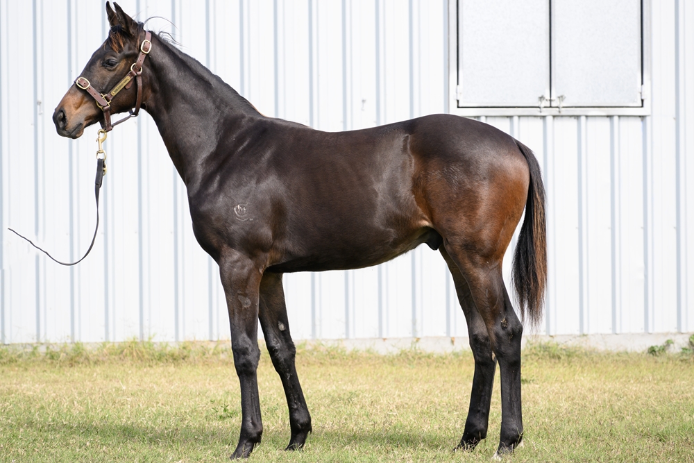 Written By (AUS) / Precious Nemesis (NZ) 2024 Colt - Image 1
