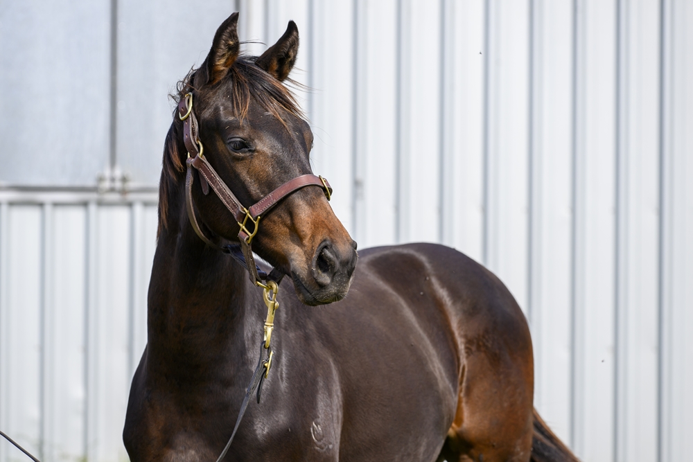 Written By (AUS) / Precious Nemesis (NZ) 2024 Colt - Image 2