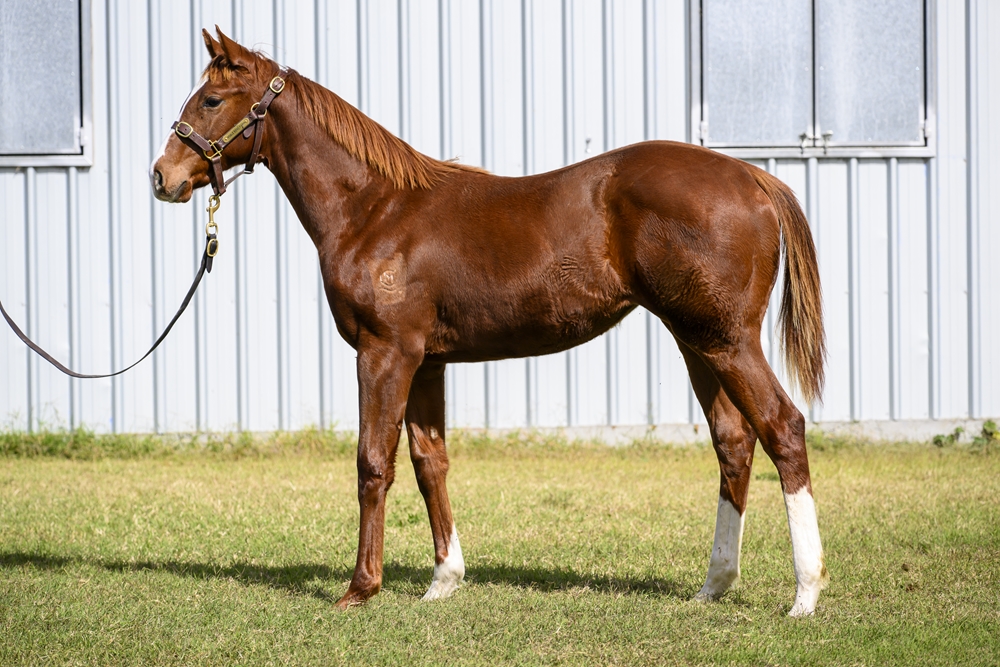 Anders (AUS) / Success Express (AUS) 2024 Filly - Image 1