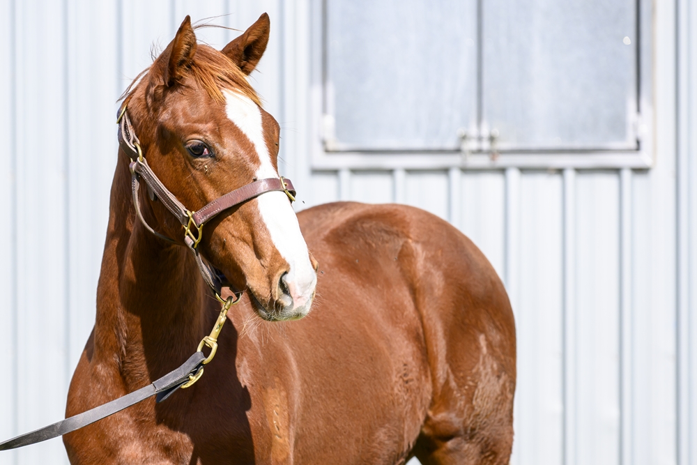 Anders (AUS) / Success Express (AUS) 2024 Filly - Image 2