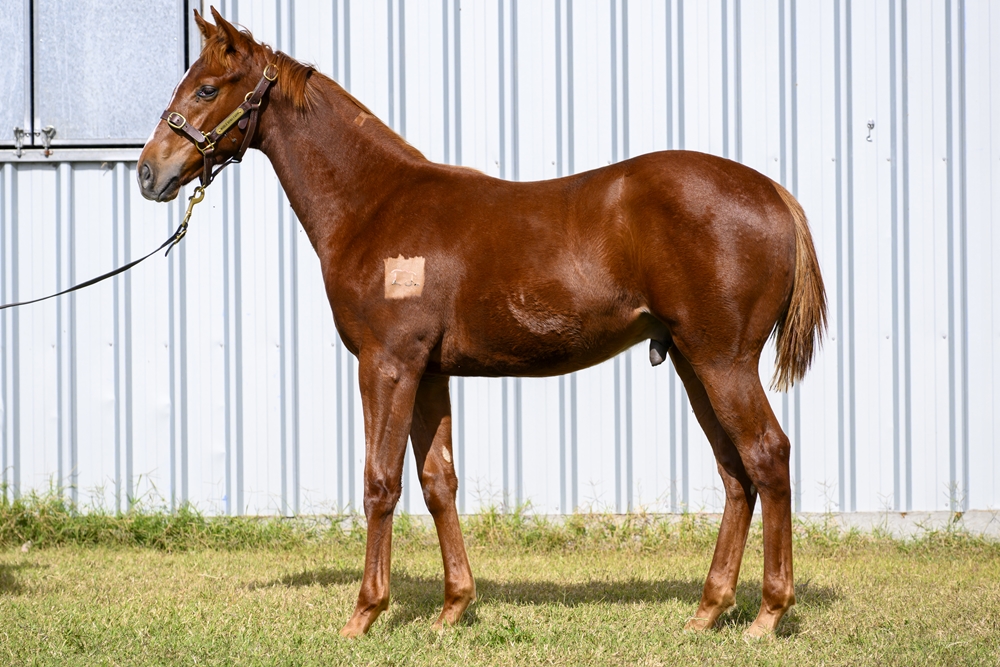 Stronger (AUS) / The Good the Bad (NZ) 2024 Colt - Image 1