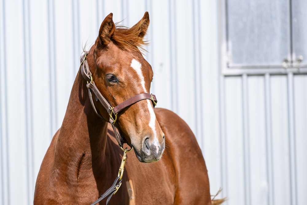 Stronger (AUS) / The Good the Bad (NZ) 2024 Colt - Image 2