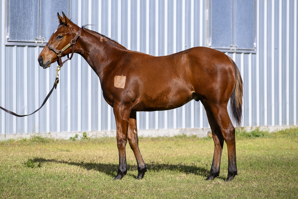 Tiger of Malay (AUS) / Thera (AUS) 2024 Colt - Image 1