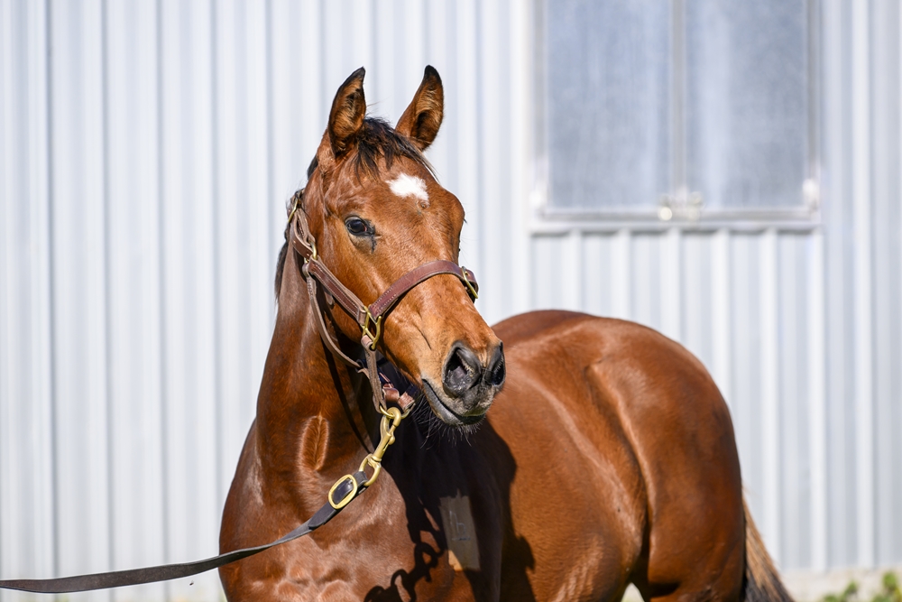 Tiger of Malay (AUS) / Thera (AUS) 2024 Colt - Image 2