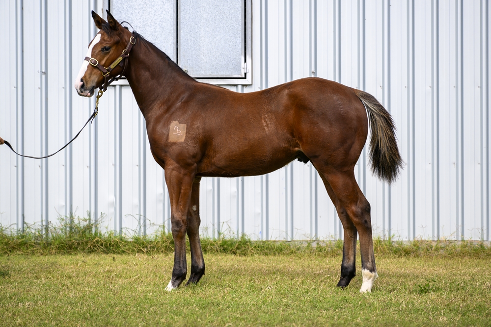 In the Congo (AUS) / Brazen Touch (AUS) 2024 Colt - Image 1
