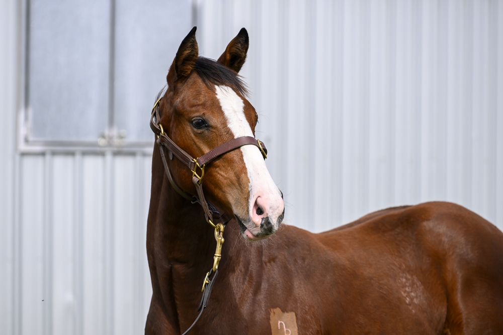 In the Congo (AUS) / Brazen Touch (AUS) 2024 Colt - Image 2