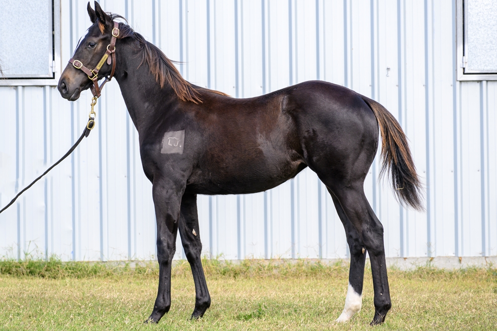 Barbaric (AUS) / Caudan (AUS) 2024 Filly - Image 1