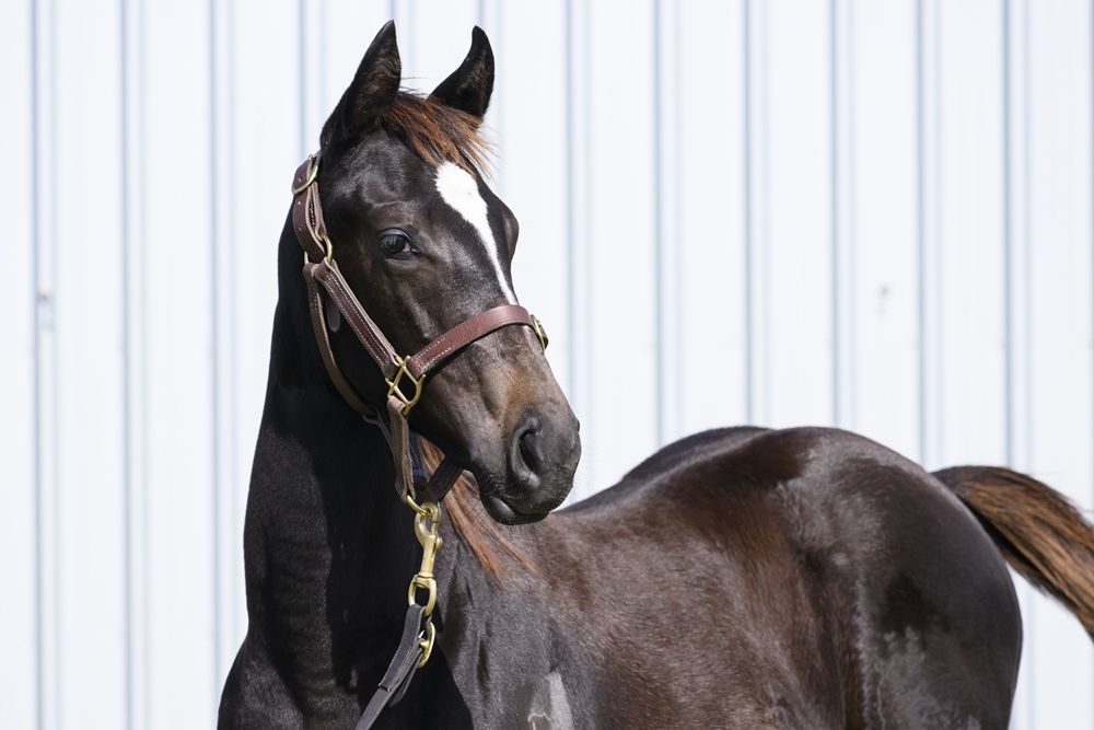 Barbaric (AUS) / Caudan (AUS) 2024 Filly - Image 2