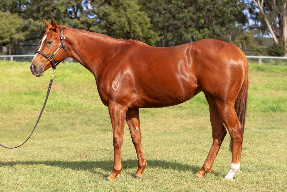 Penthouse (AUS) - Image 1