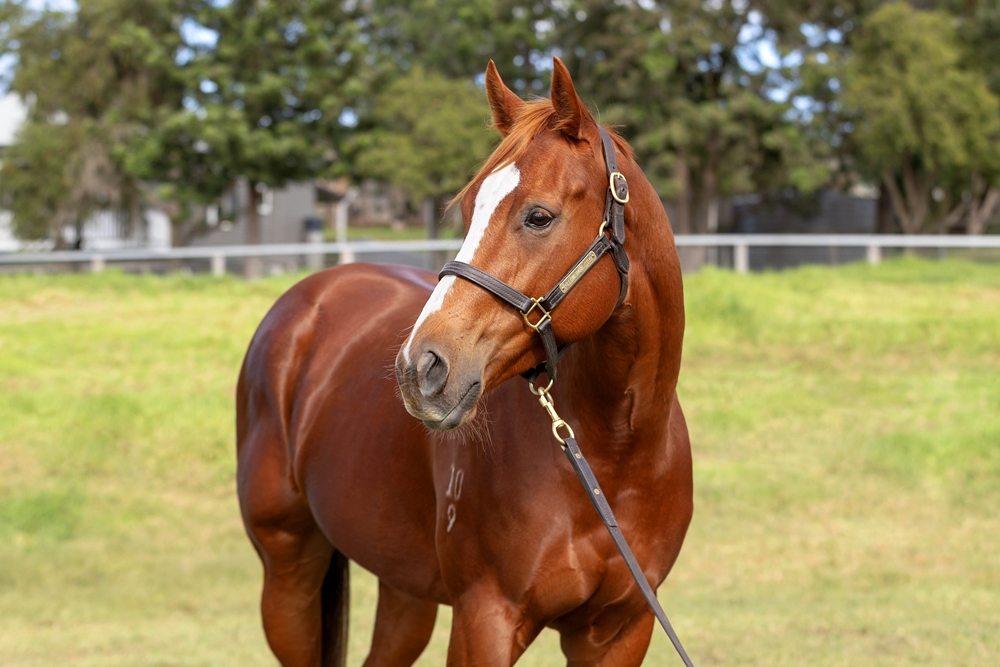 Penthouse (AUS) - Image 2