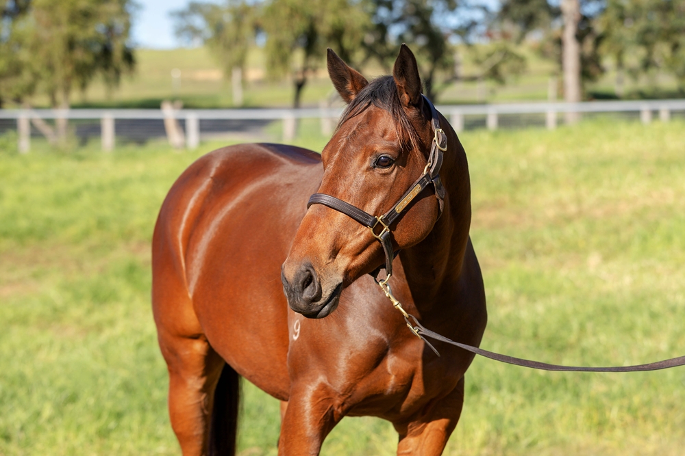 Miss Passion (AUS) - Image 2