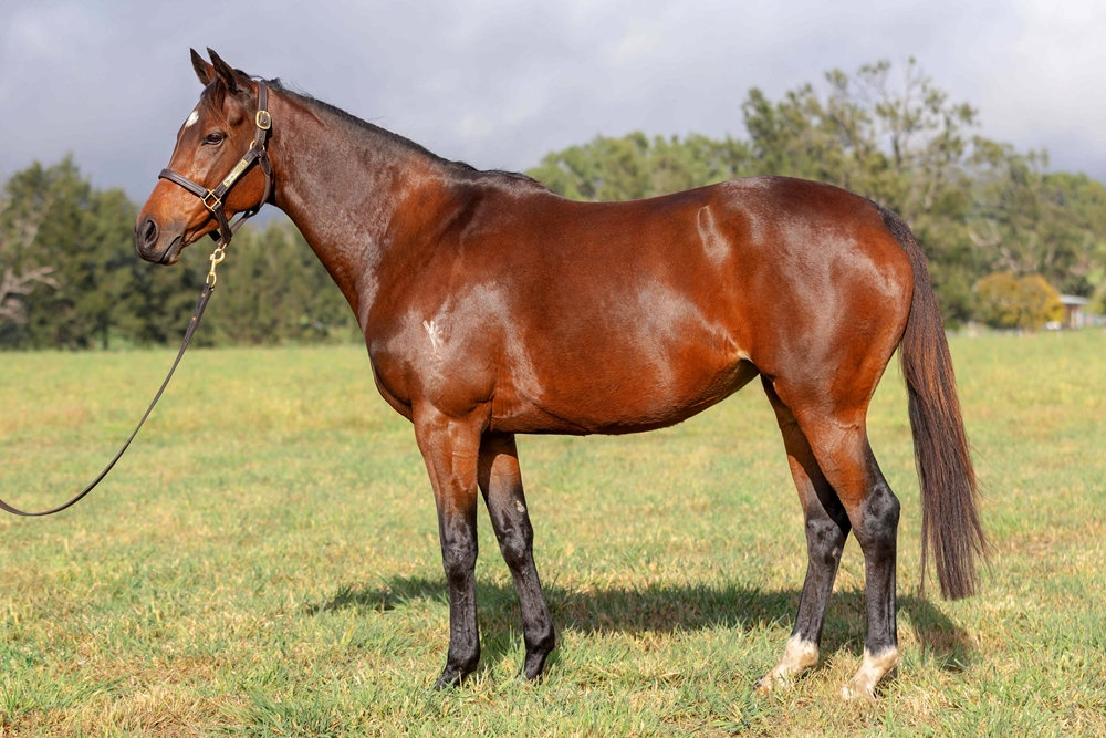 Northwest Lady (AUS) - Image 1