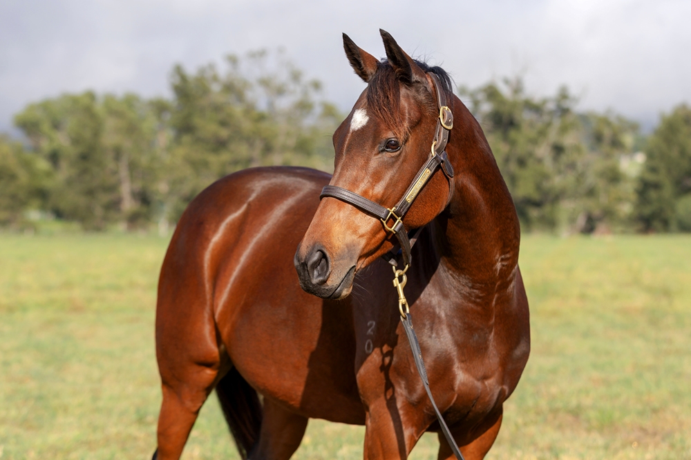 Northwest Lady (AUS) - Image 2