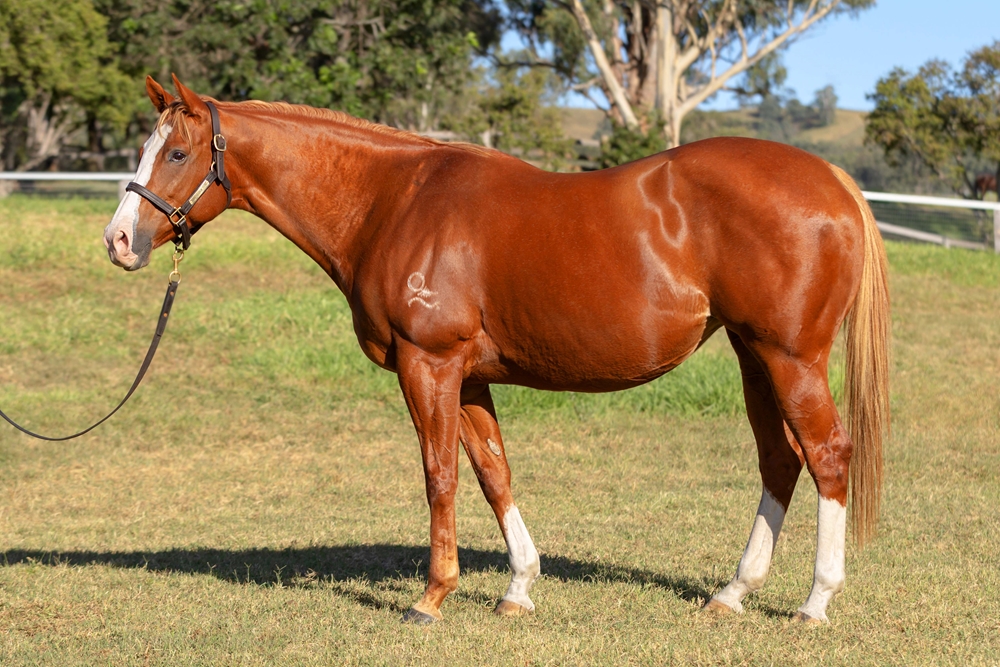 Sheer Treasure (AUS) - Image 1