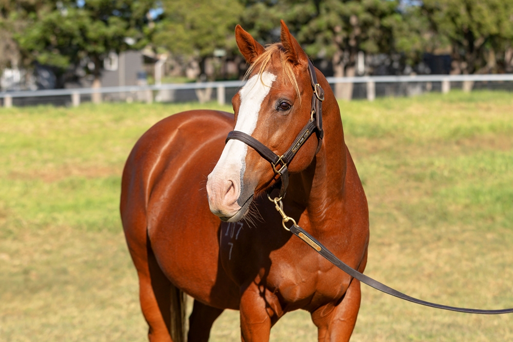 Sheer Treasure (AUS) - Image 2