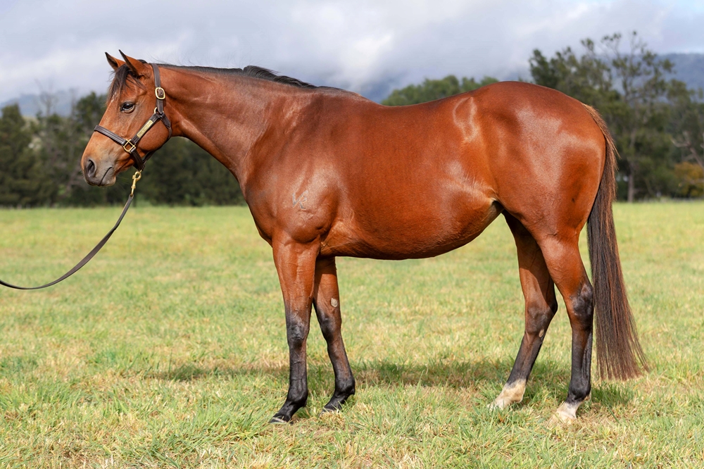 Tsarina Chaos (AUS) - Image 1