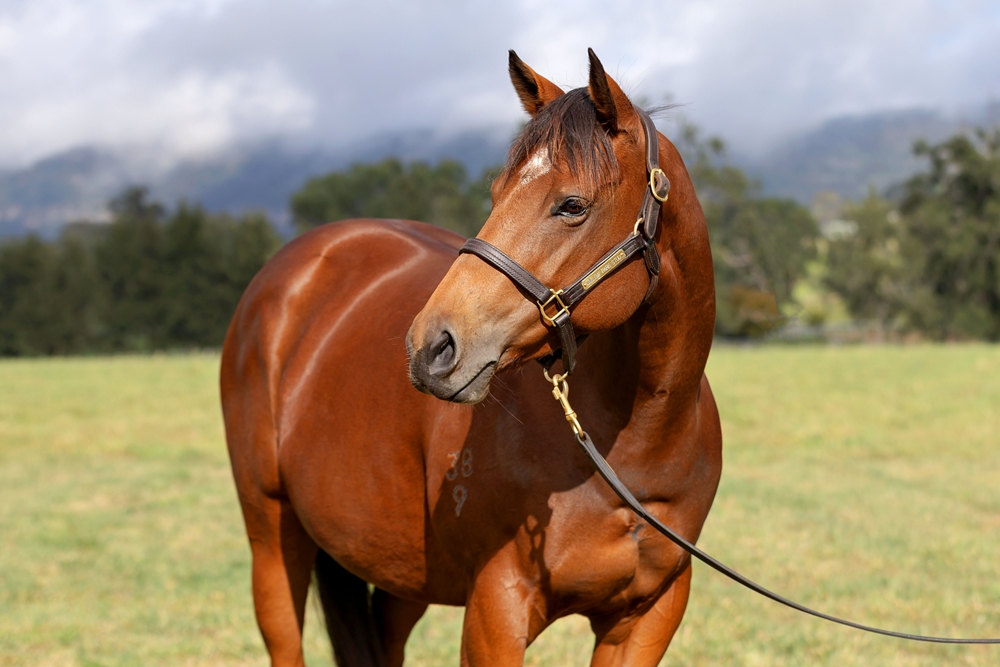 Tsarina Chaos (AUS) - Image 2