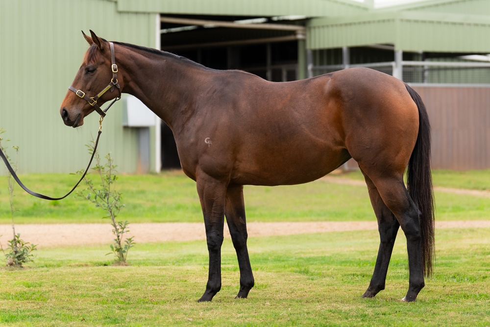 Little Baia (AUS) - Image 1