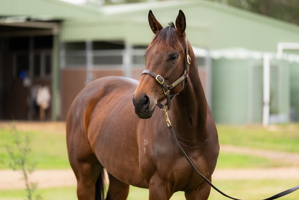 Little Baia (AUS) - Image 2