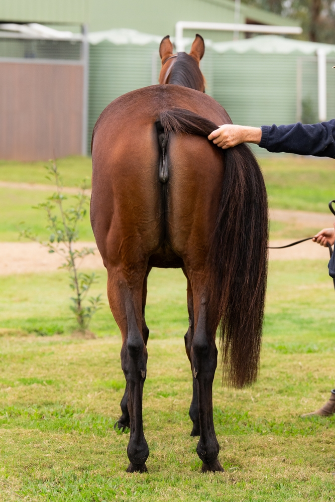 Little Baia (AUS) - Image 4