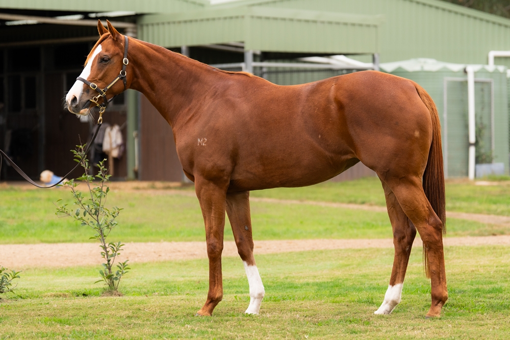 Miss Romain (AUS) - Image 1