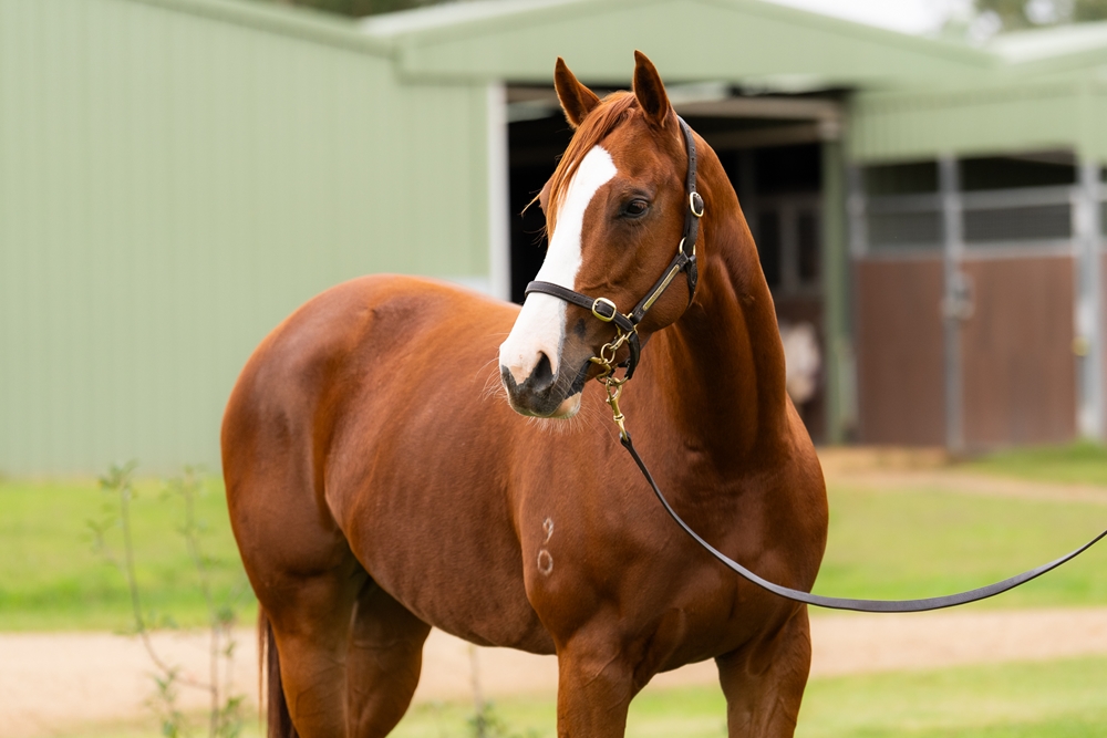 Miss Romain (AUS) - Image 2