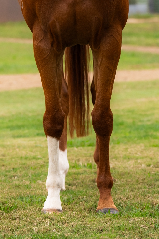 Miss Romain (AUS) - Image 3