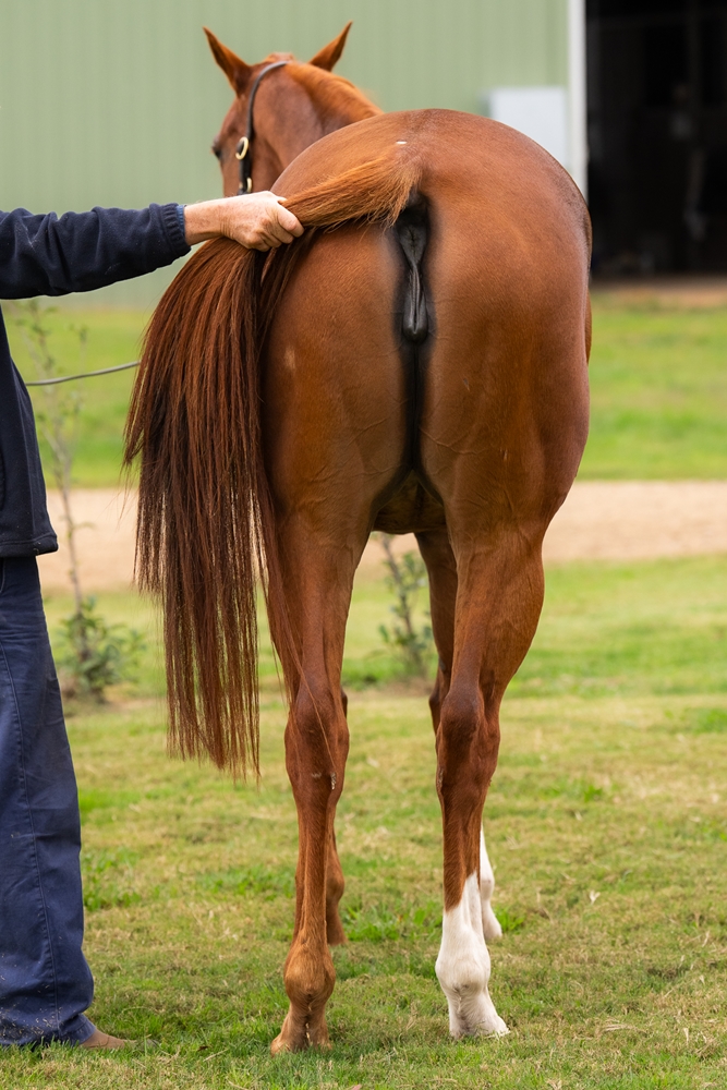 Miss Romain (AUS) - Image 4